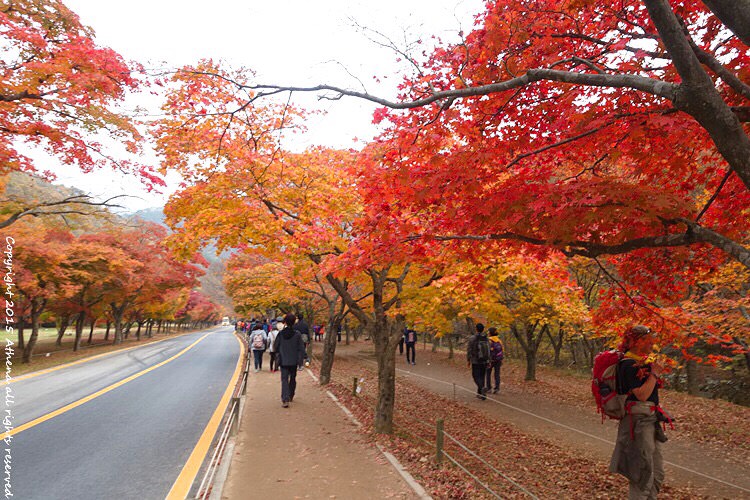 韓國 秋天賞楓推薦 五種去內藏山的方法내장산국립공원交通攻略 內藏山一日遊 2019年最新版 娜娜美好小旅行